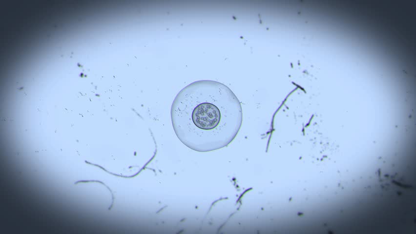 Realistic Cell Division Science Education 2