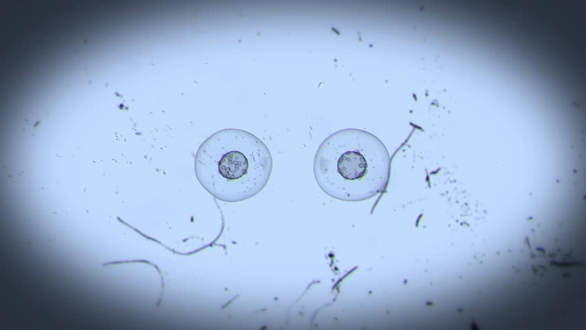 Realistic Cell Division Science Education 2