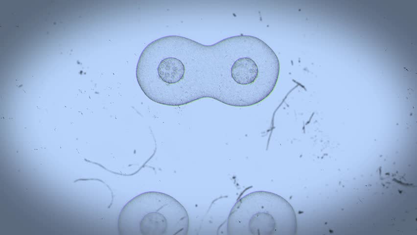 Realistic Cell Division Science Education 3 Looped