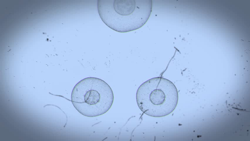 Realistic Cell Division Science Education 3 Looped