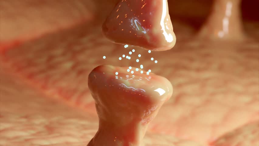 Sinaps and Neuron Realistic Science Education 2