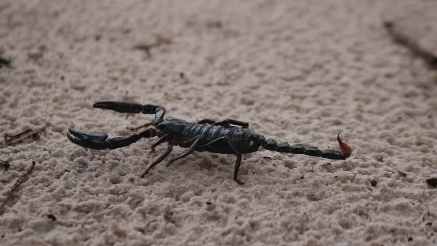 An Emperor Scorpion Or Pandinus Imperator crawling on the sandy ground