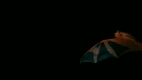 Slow motion of a painted bat, painted woolly bat, Khangkhaw phiseux, flying on black background,Thailand. - Powered by Shutterstock - Get 15% off with code: PIKWIZARD15