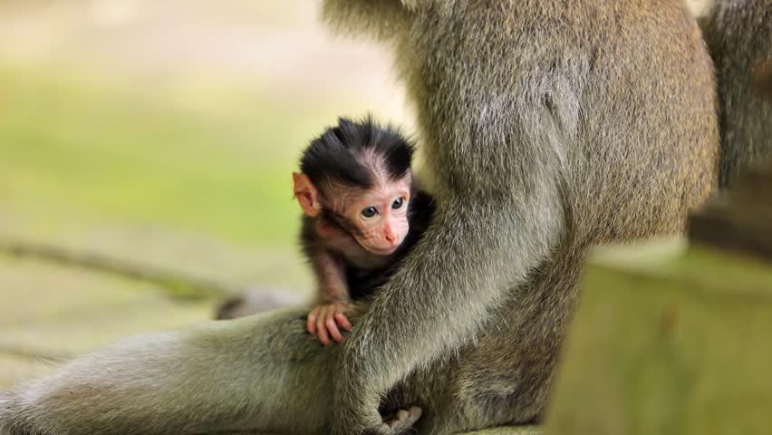 Baby Monkey (Long-Tailed Macaque) at the Monkey forest in Ubud Bali Indonesia