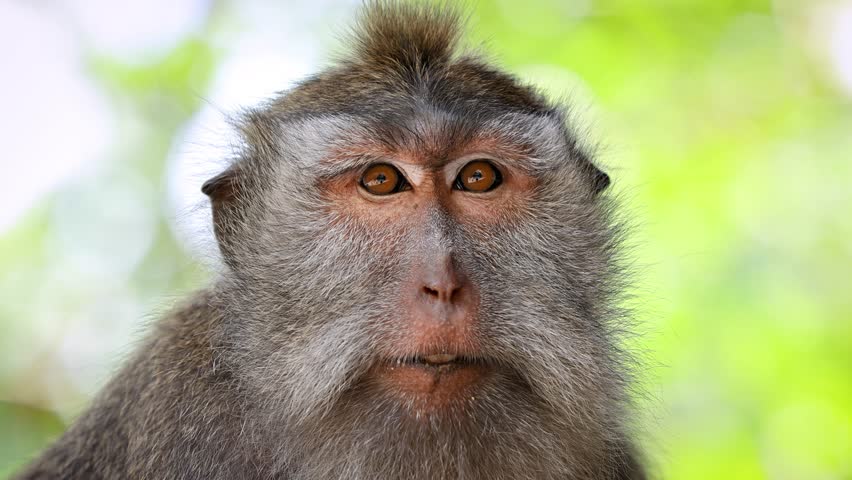 Monkey (Long-Tailed Macaque) at the Monkey forest in Ubud Bali Indonesia