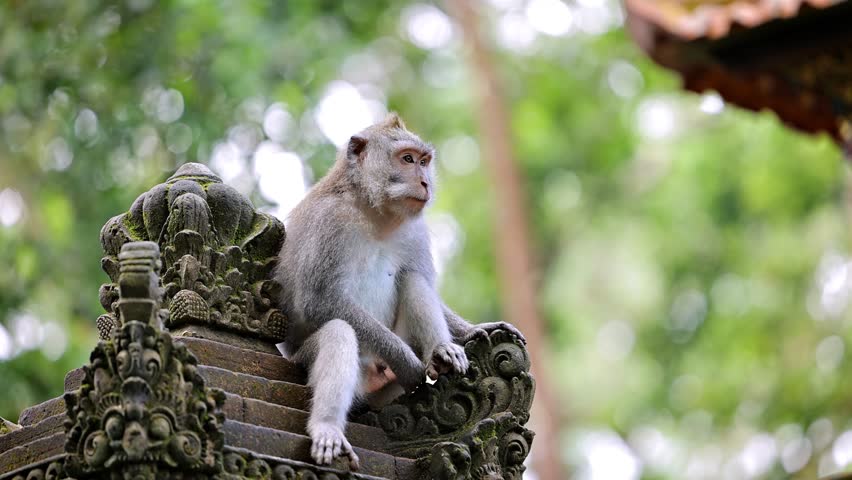 Monkey (Long-Tailed Macaque) at a temple in the Monkey forest in Ubud Bali Indonesia.