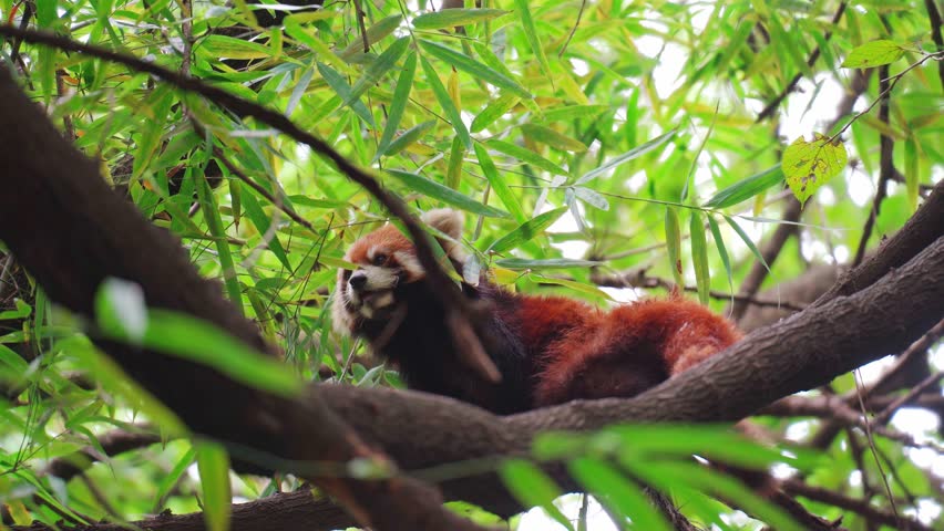Adorable red panda on a tree