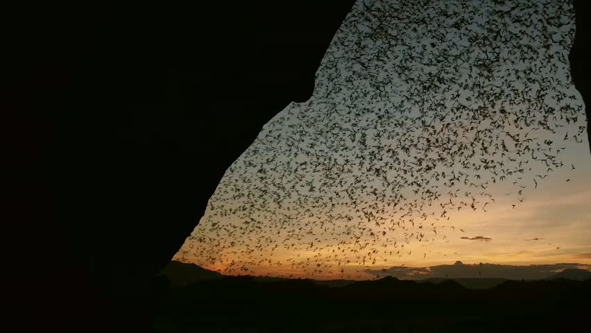 Column of wrinkle-lipped bats (Tadarida plicata) leaving their cave to forage, northern of Thailand.