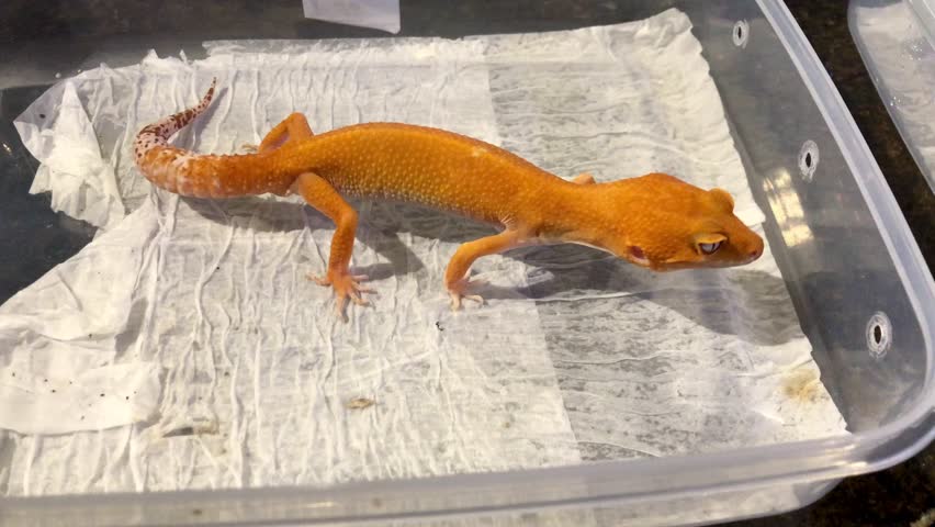 The leopard gecko or common leopard gecko (Eublepharis macularius) is a ground-dwelling gecko native to the rocky dry grassland and desert regions of Afghanistan, Iran, Pakistan, India, and Nepal.