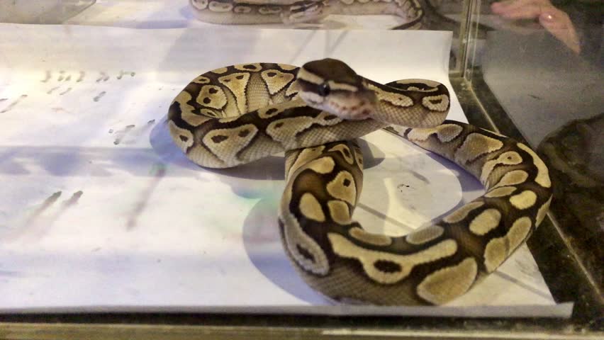 Close up photo of ball python snake in cage and on display in reptile pet shop