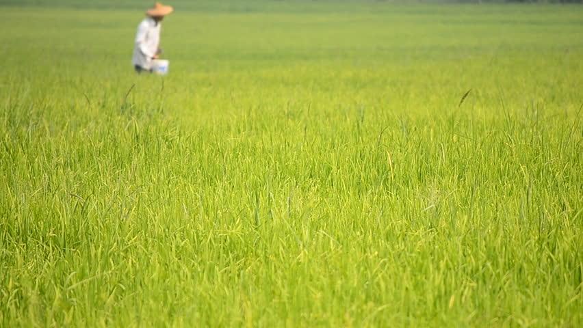 rice farm and farmer scatter fertilizer for plants