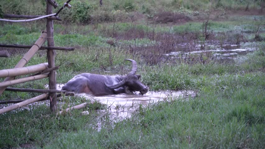 Black Buffalo washing water near the road.