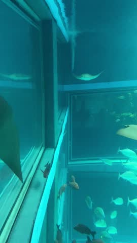 Pacific Ocean Osaka Aquarium Kaiyukan