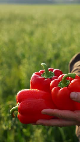 Fresh Red Bell Peppers Vertical Video. Fresh organic vegetables, local farmers market