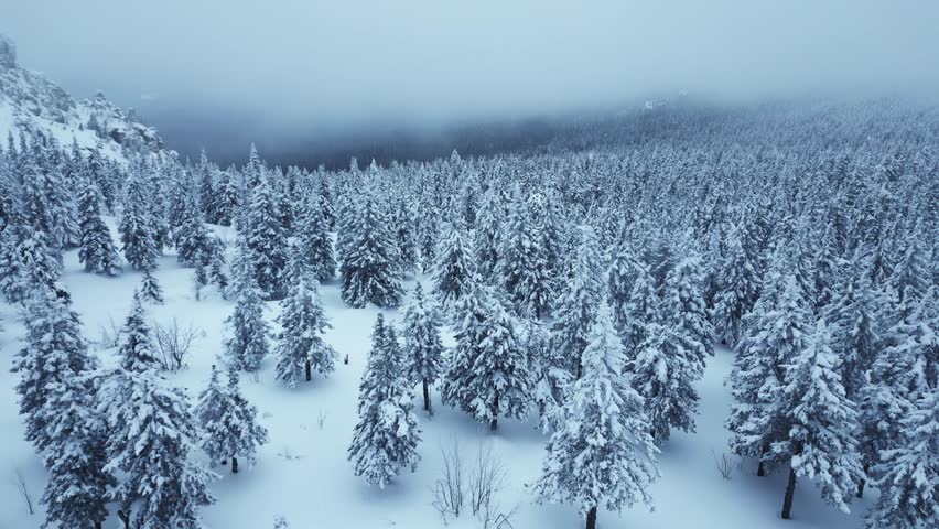 Majestic Snowy Forest Landscape Aerial Video. Christmas scene, winter mist atmosphere