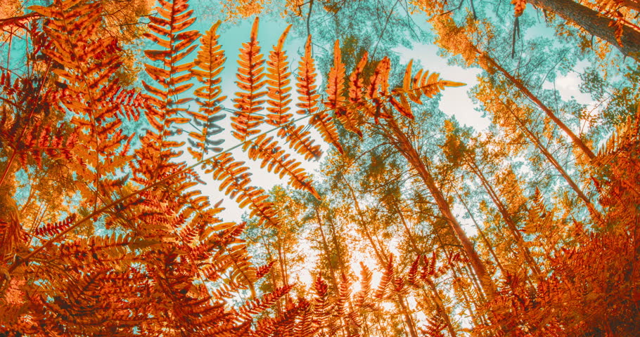 Sun Sunshine In Autumn Woods. Fall Coming. Transition Time Lapse Change Season From Green Summer To Yellow Colors Of Autumn Forest Landscape. Fern Leaves Foliage Natural Floral On Forest Background.