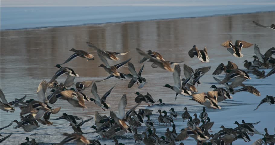Mallard wild duck - Anas platyrhynchos take off from winter river. dabbling duck that breeds throughout the temperate and subtropical Americas, Eurasia, and North Africa.