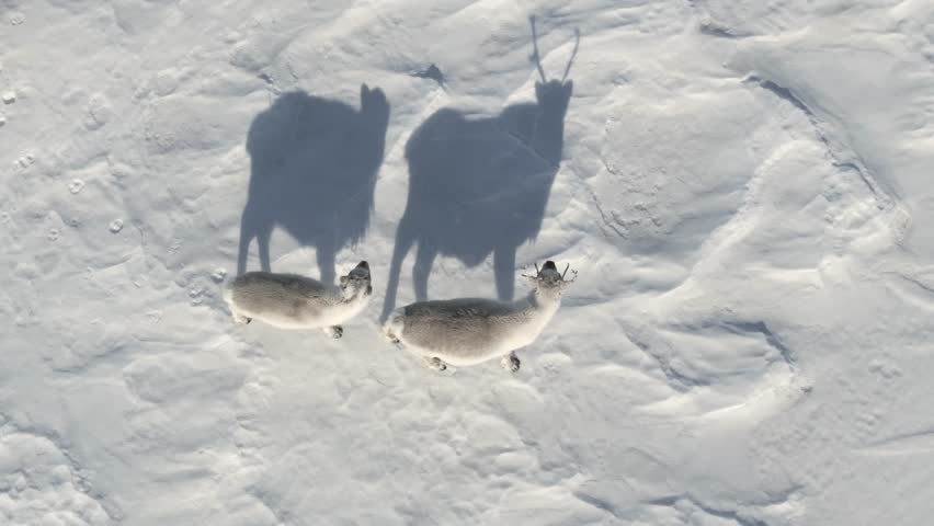 Peary Caribou walking in the Arctic snowy environment at spring, Top down aerial view