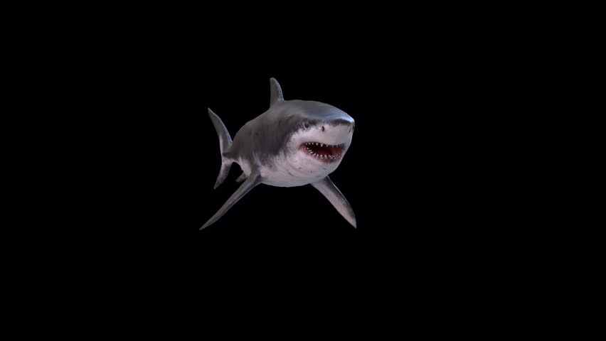 Megalodon Shark 3D Video Animation Transparent Alpha