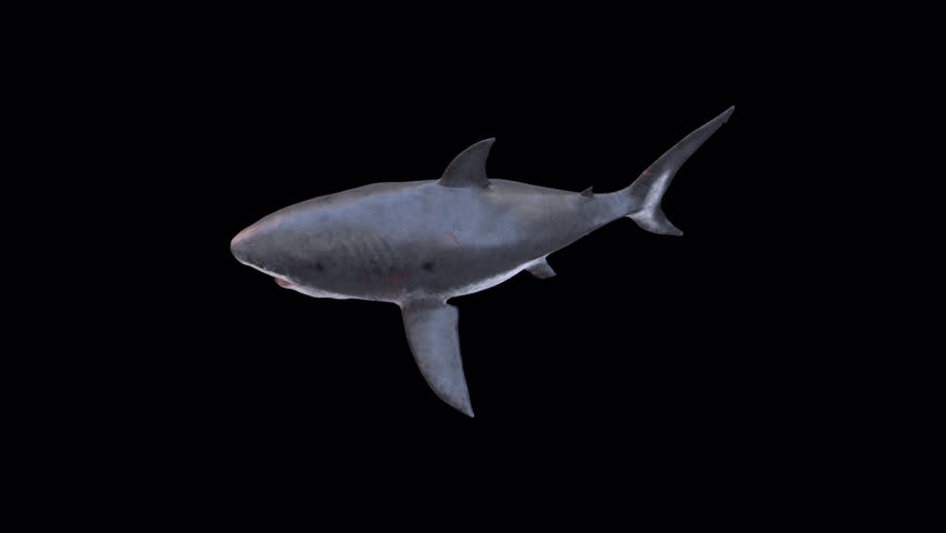 Megalodon Shark 3D Video Animation Transparent Alpha