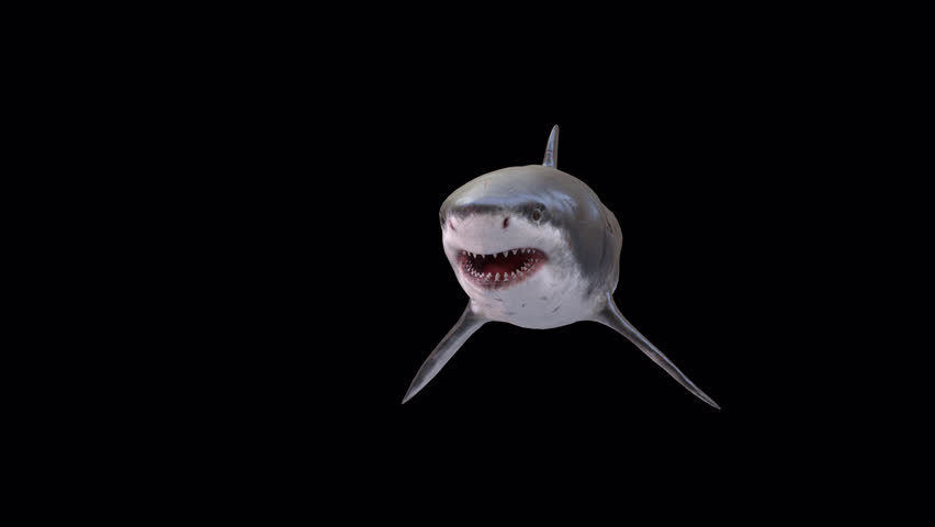 Megalodon Shark 3D Video Animation Transparent Alpha