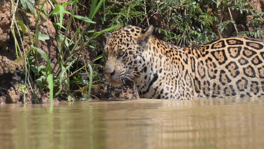Jaguar searching for potential prey in the great wetlands of The Pantanal