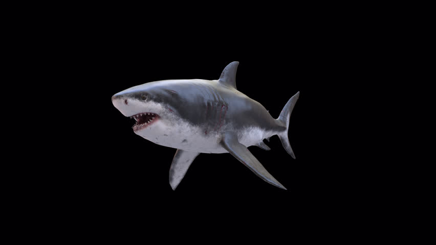 Megalodon Shark 3D Video Animation Transparent Alpha