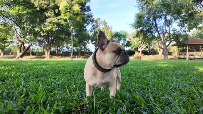 A French Bulldog stands alert on a grassy field.