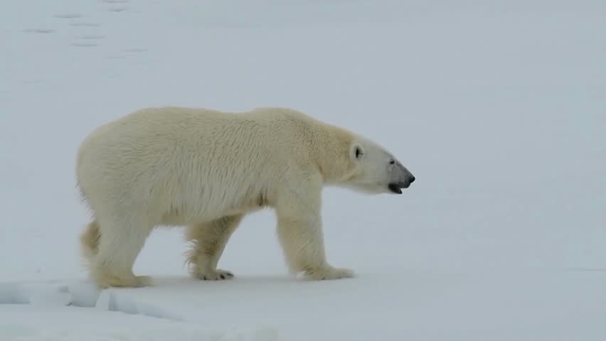 Immerse yourself in the Arctic with this stunning footage of a polar bear in its natural habitat. Witness the grace and power of this iconic species as it roams the icy wilderness, reminder of nature