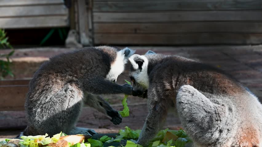 lemur, animals, zoo, wild animals living in the forest