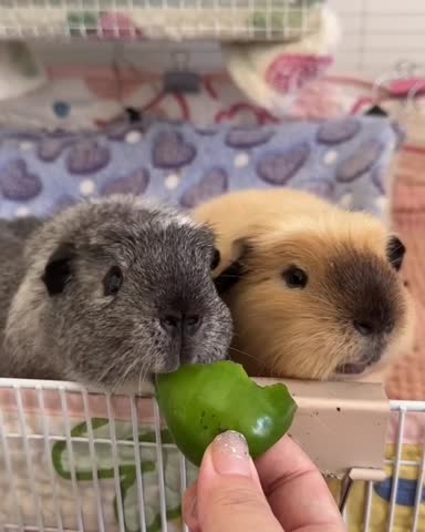 Two Guinea Pigs Sharing a Bell Pepper Treat.