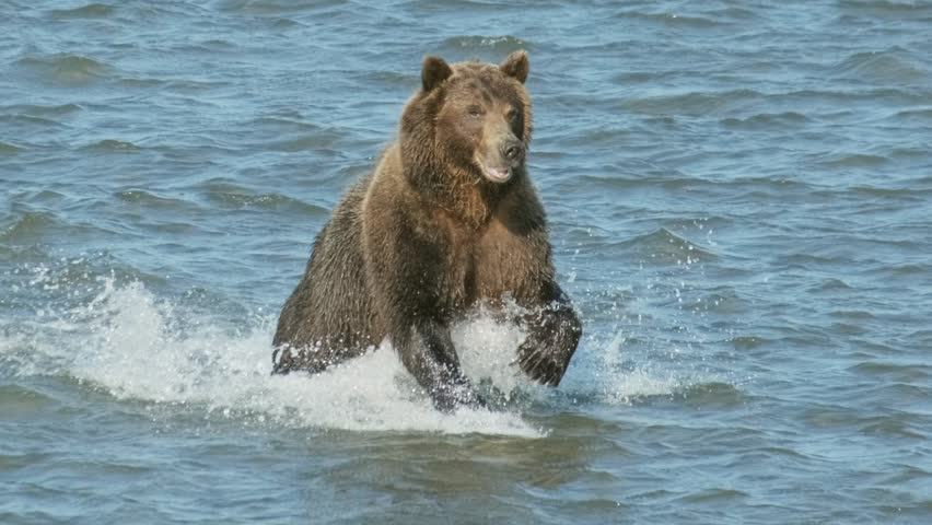 Brown bear hunts for salmon, jumps in the water, Kamchatka, Russia