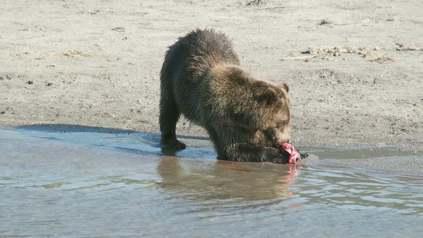 Brown bear eating a caught salmon, Kamchatka, Russia, 4k