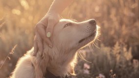 Fluffy Sweet Golden Retriever Puppy,Wonderful Summer Backdrop.woman Caresses Dog - Powered by Shutterstock - Get 15% off with code: PIKWIZARD15