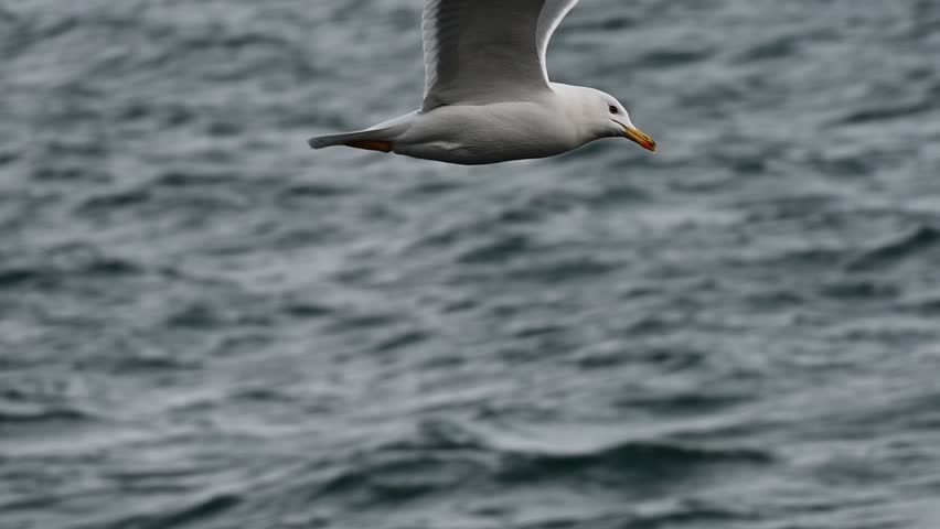 A gull glides low above textured gray seawater, its streamlined body and wings captured in side profile.