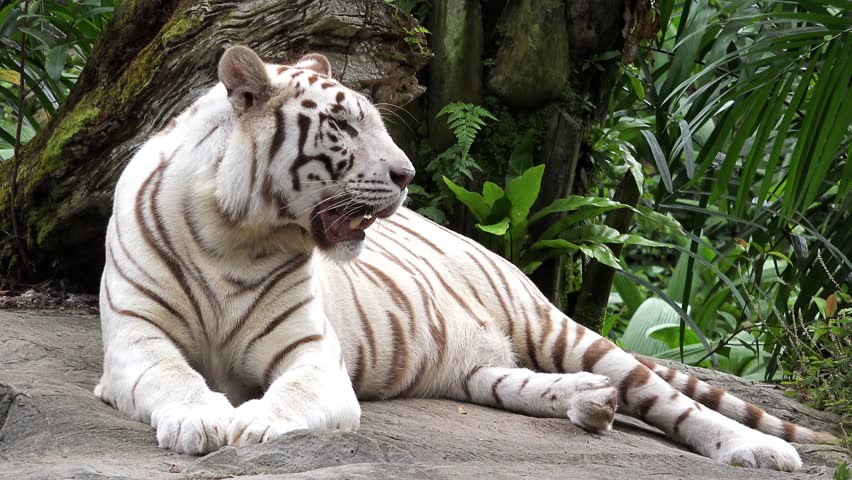 White tiger resting in the shade of the jungle