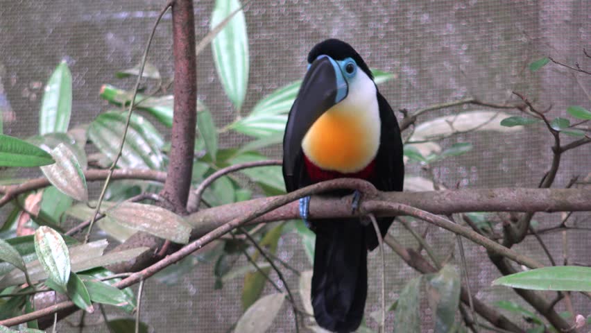 Channel-billed toucan (Ramphastos vitellinus) in a tree at the zoo