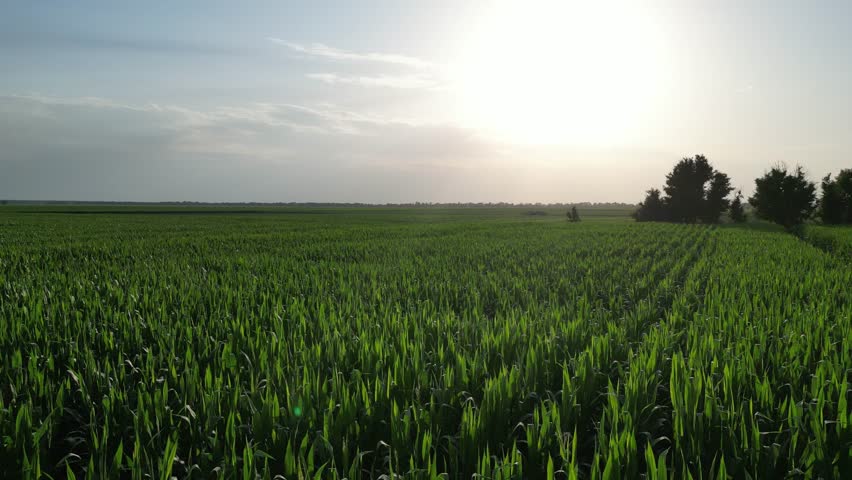 A lush agricultural landscape brilliantly showcasing thriving crops set against a breathtakingly beautiful sunrise