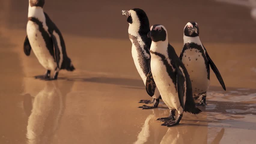 Dive into the world of penguins with this captivating video. Watch these charming birds waddle, slide, and dive in their icy home, capturing their daily life, unique behaviors, and  heart of Antartic