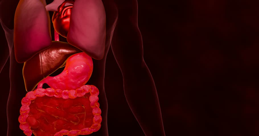 Internal organ scans of the heart, liver, lungs, stomach and intestines. Medical images showing the organs in the human body. Organs of life. 3D Rendering