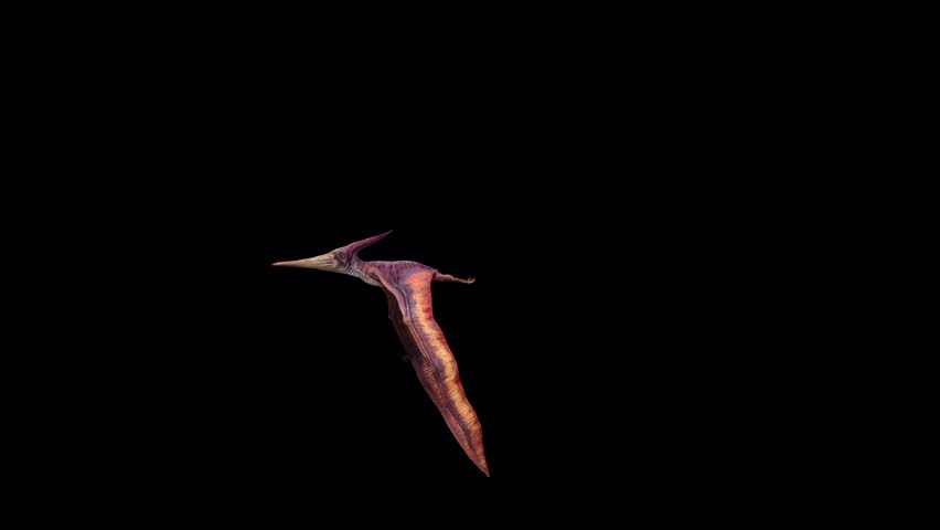 Pteranodon Fly Loop 3D Video Animation Transparent Alpha