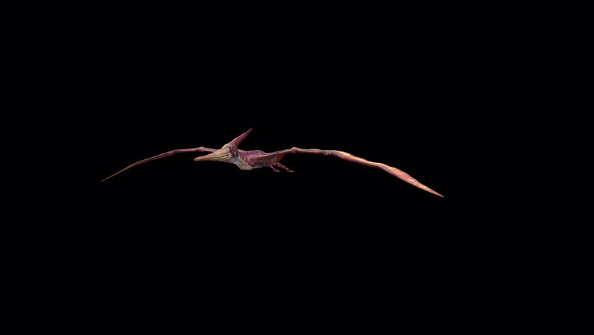 Pteranodon Fly Loop 3D Video Animation Transparent Alpha