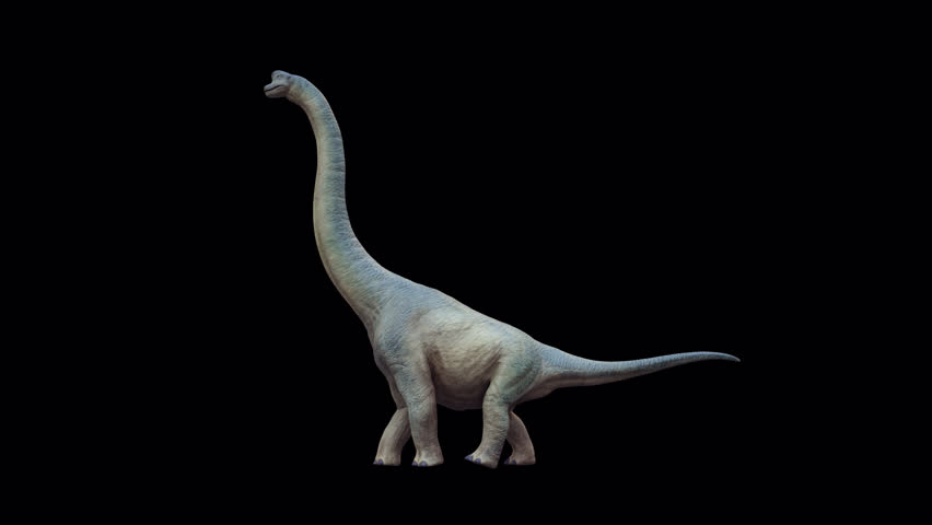 Brachiosaurus Dinosaur 3D Video Animation Transparent Alpha