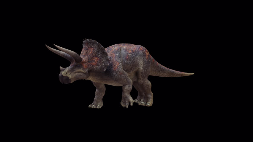 Triceratops Horridus Dinosaur 3D Video Animation Transparent Alpha