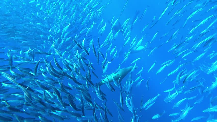 A frightened school of sardines frantically tries to escape hunting sea lions (Otariidae) while marlins (Istiophoridae) lurk below, ready to strike. Check my portfolio for more sardine run footage.