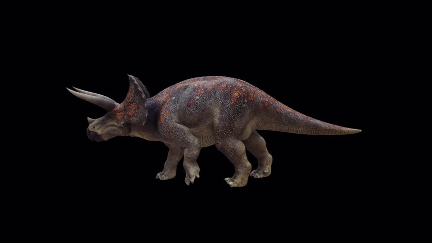 Triceratops Horridus Dinosaur 3D Video Animation Transparent Alpha