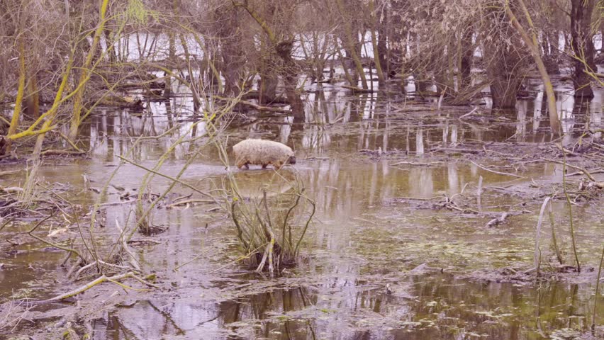 Feral pig (boar-pig hybrid) walks along the floodplain forest at Danube delta, Slow motion