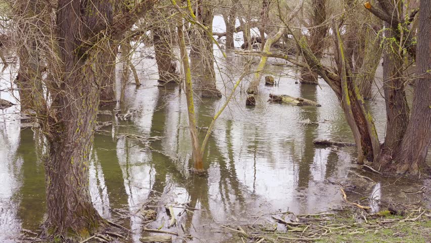 Spring flood, floodplain forest in the river delta, Slow motion. Landscape with flooded trees.