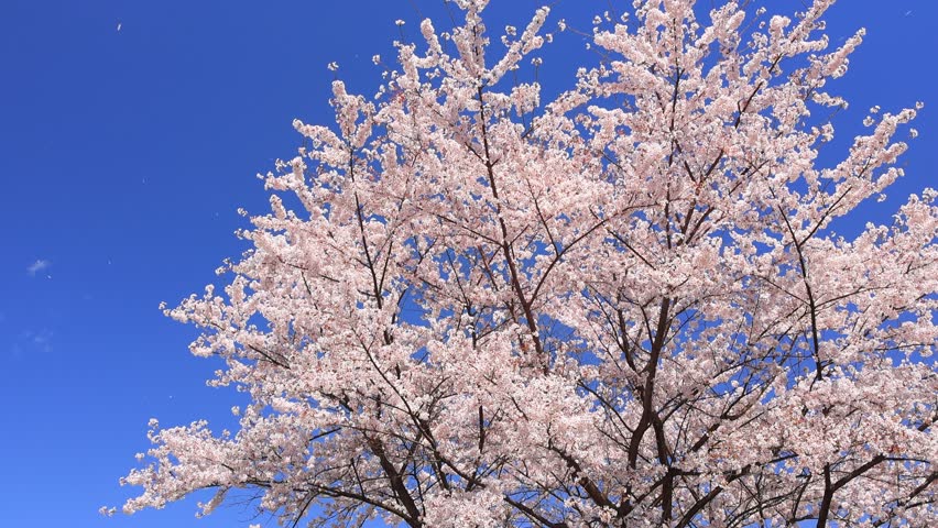 pink cherry blossom and blue sky, petals falling in the wind	
