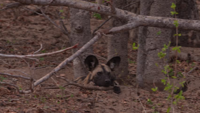 African wild dog, Lycaon pictus, detail portrait open muzzle, Chobe NP in Botswana. Dangerous spotted animal with big ears. Hunting painted dog on African safari. Wildlife scene from nature.